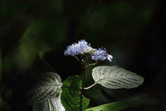 山の紫陽花