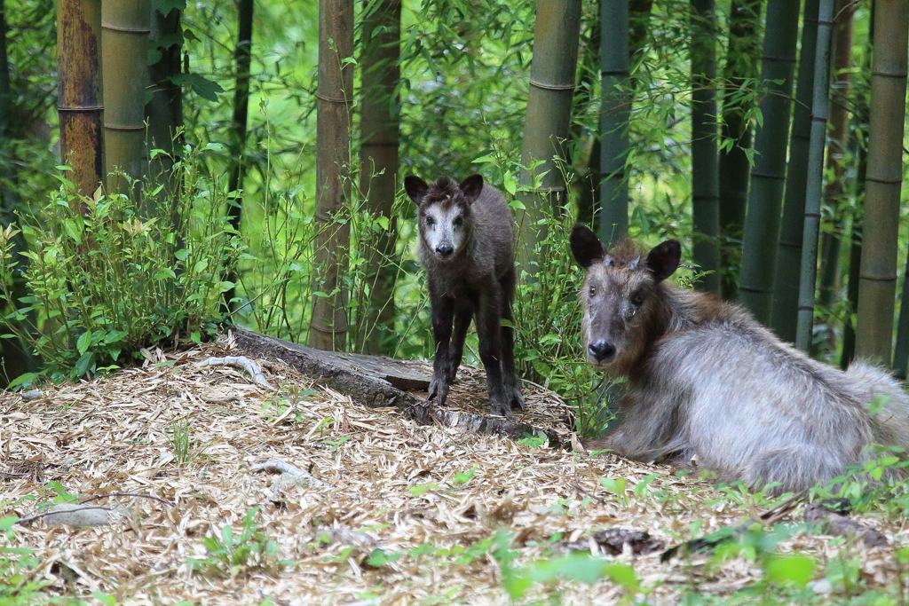 ニホンカモシカの赤ちゃん