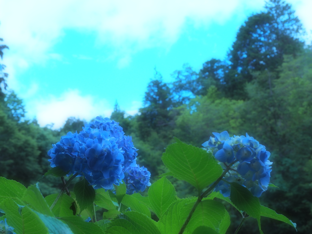 あじさいと空
