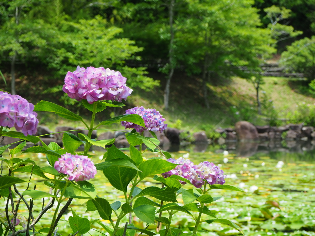 池の畔のアジサイ