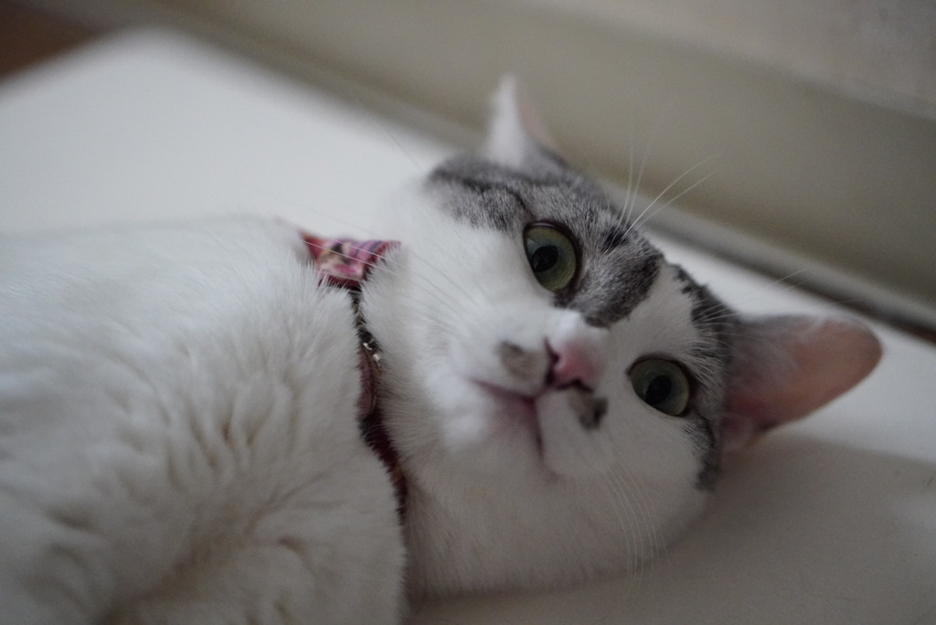 珪藻土大好き