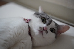 珪藻土大好き