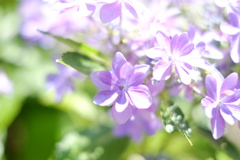 紫陽花。その二