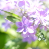 紫陽花。その二