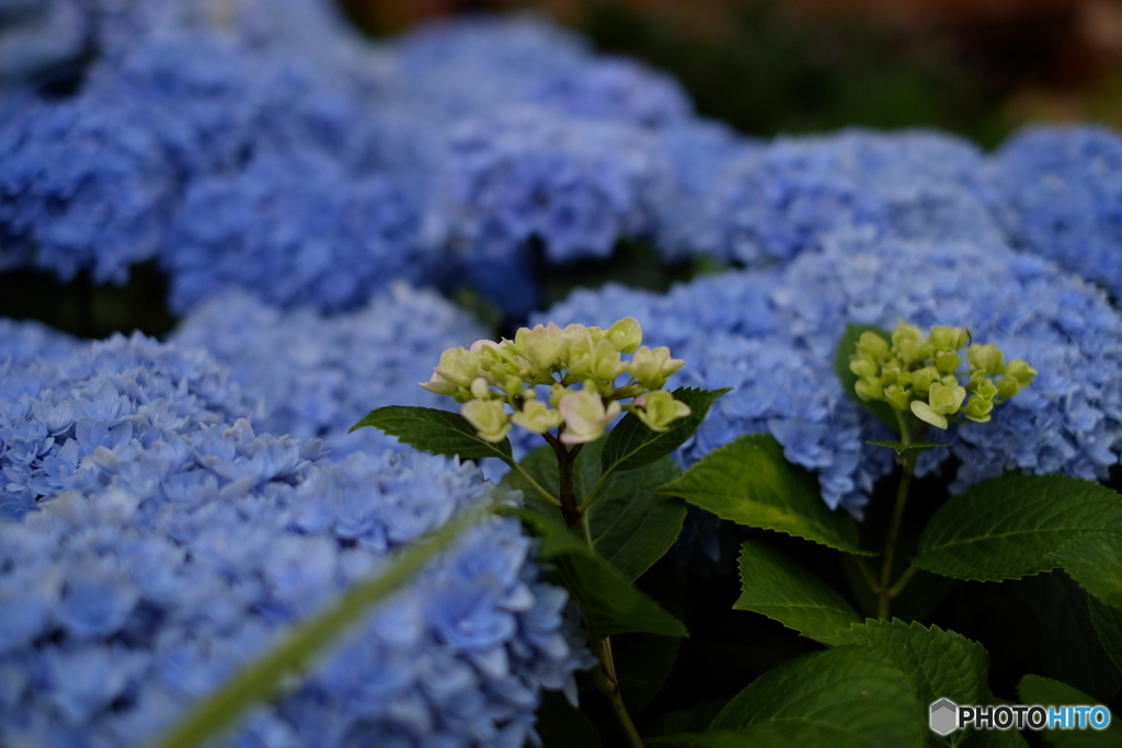 紫陽花