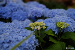 紫陽花