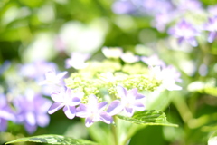 紫陽花。その一