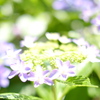紫陽花。その一