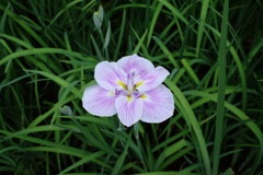 菖蒲