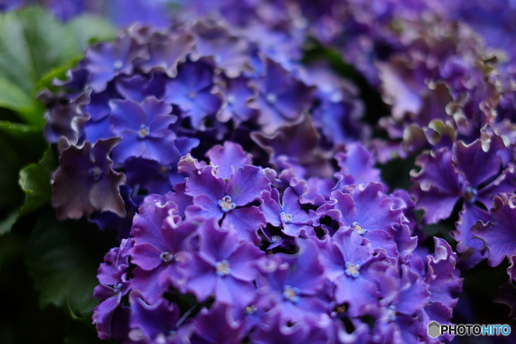 紫陽花