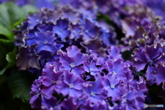 紫陽花