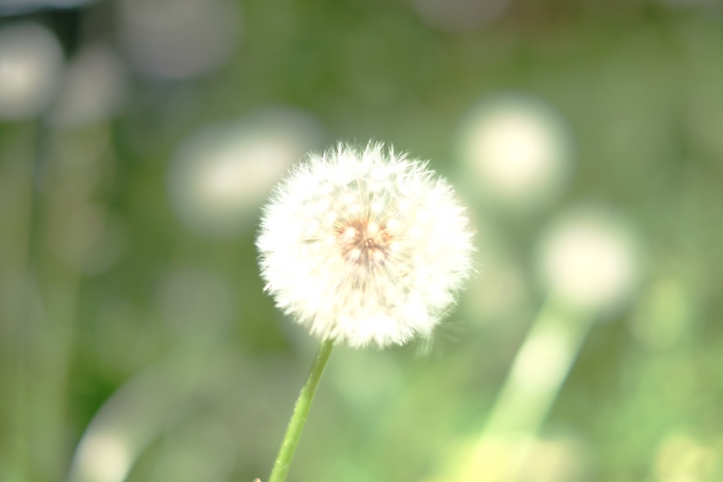 ぼんやり