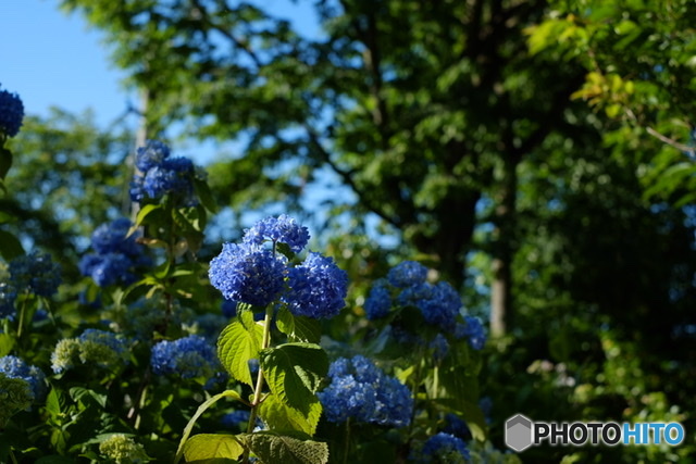 紫陽花
