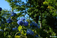 紫陽花
