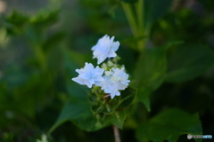 紫陽花