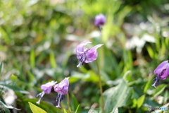 カタクリの花