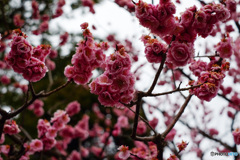 雨の中の紅梅