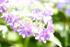 紫陽花。その三