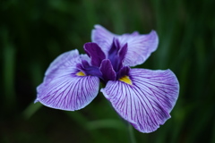 花しょうぶ