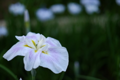 花しょうぶ。その二