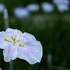 花しょうぶ。その二