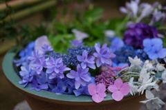 紫陽花