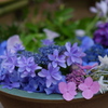 紫陽花