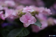 紫陽花