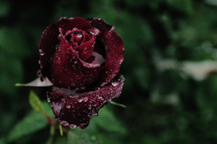 雨天に咲く真紅の薔薇