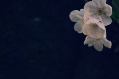 静寂と、春