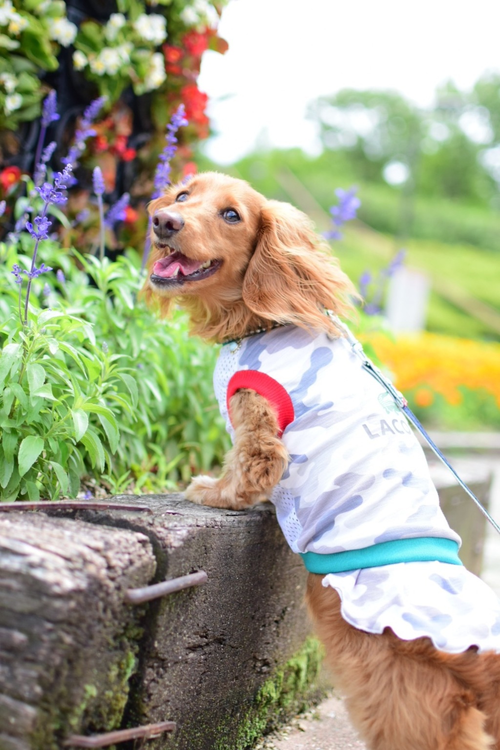 愛犬とお花