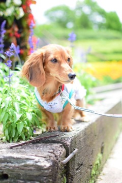 愛犬とお花