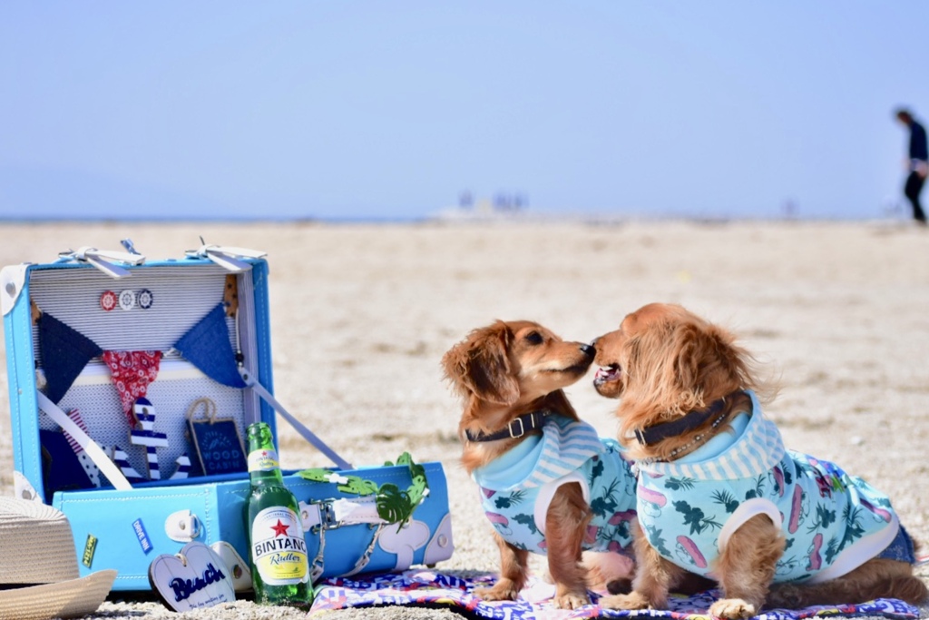 愛犬と海