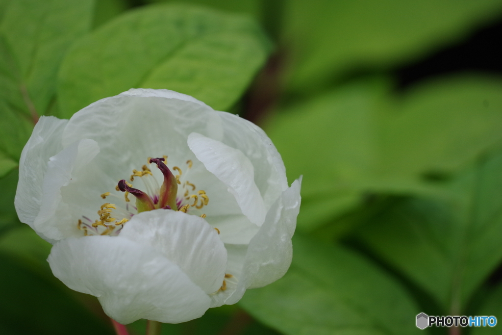 華