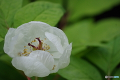 華