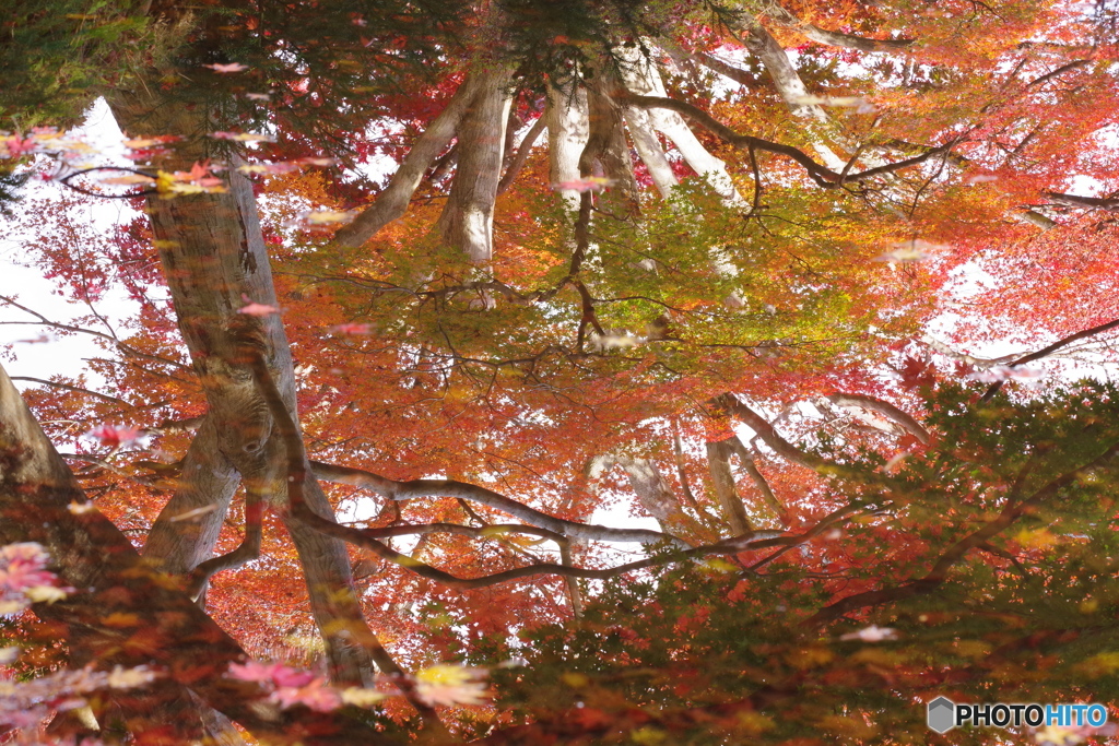 水面の紅葉