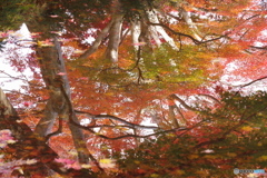 水面の紅葉
