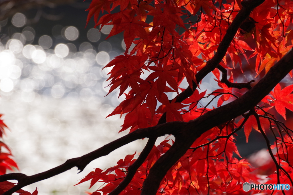 紅と池と温もりと