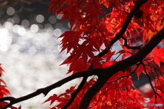 紅と池と温もりと