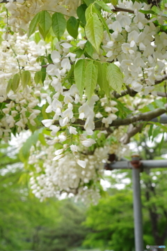 白藤棚