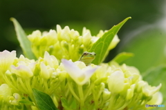 こんにちは