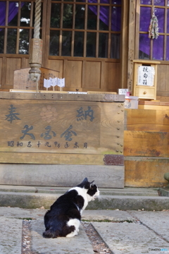 参拝猫