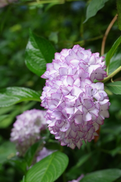 華やかに