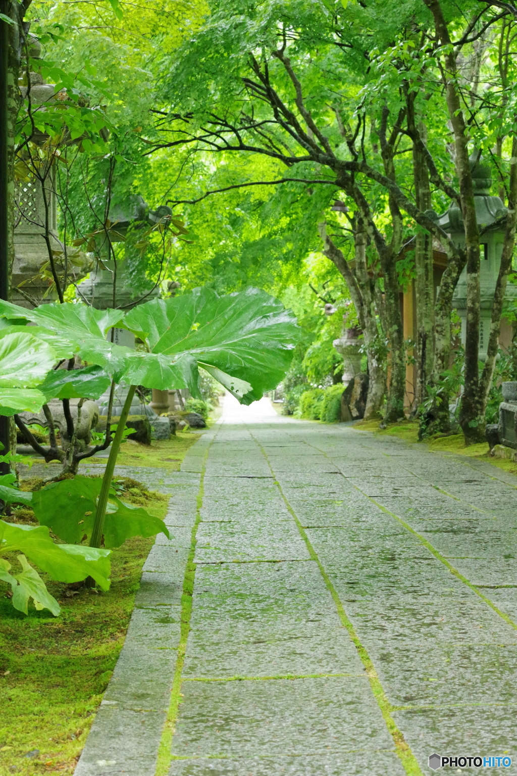 静寂の参道