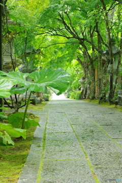 静寂の参道