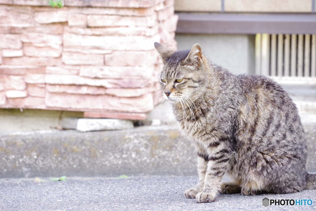 ボスですか？