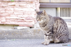 ボスですか？