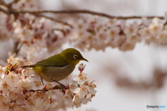 春爛漫