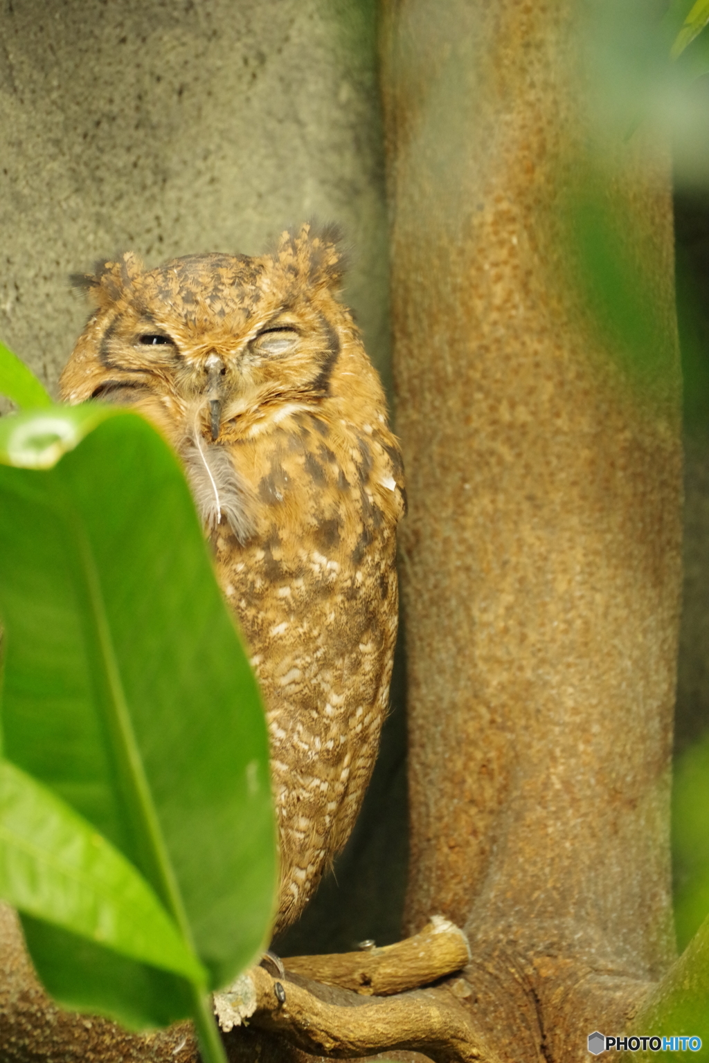 ウィンク