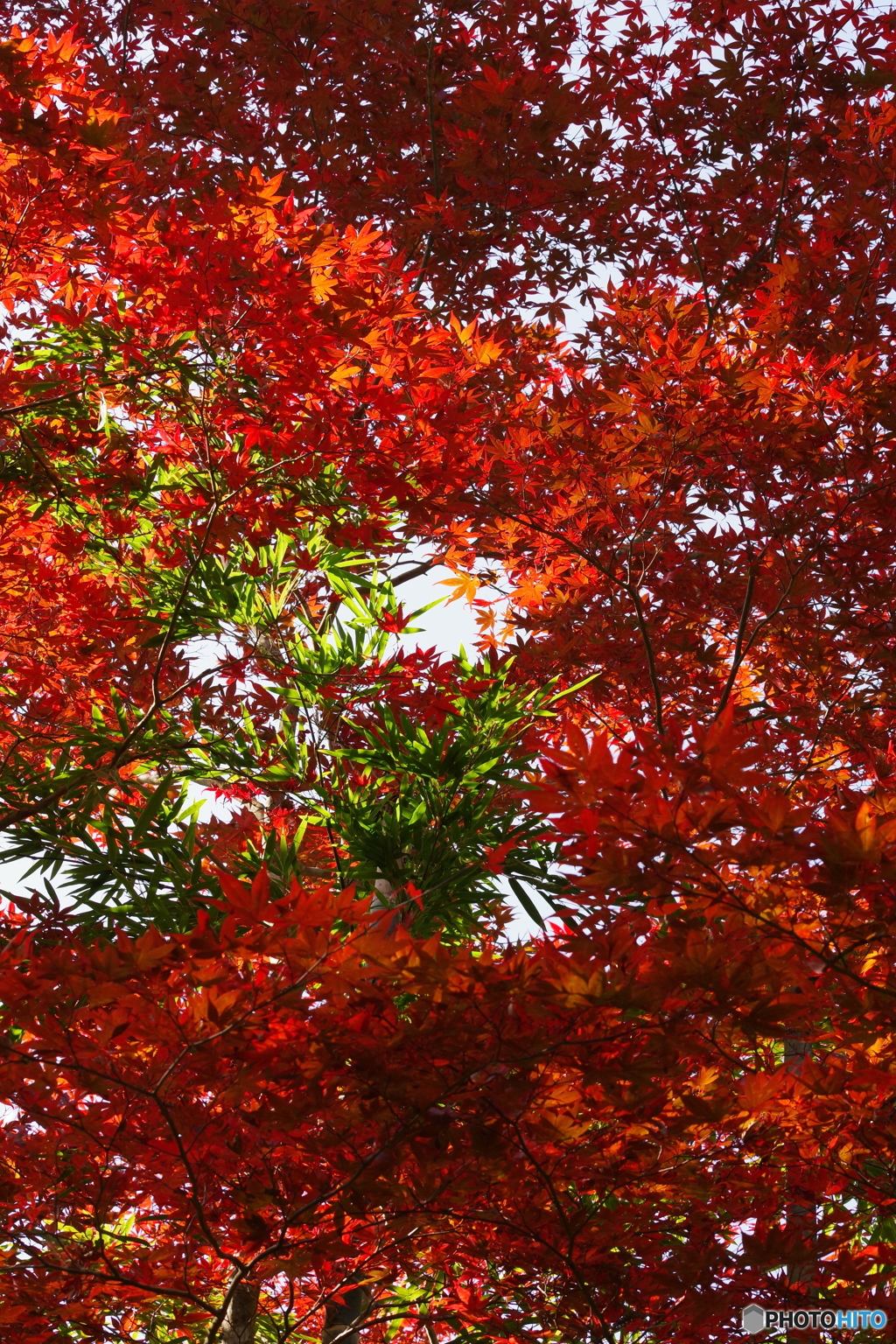 紅葉の赤と竹の緑